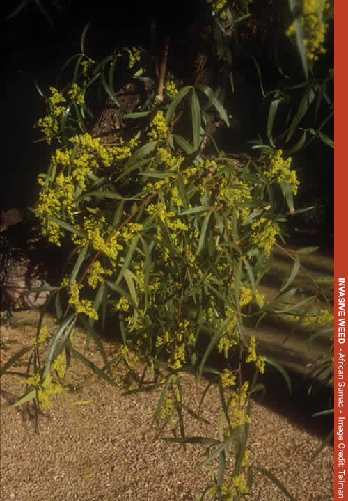 Invasive Plant! African Sumac